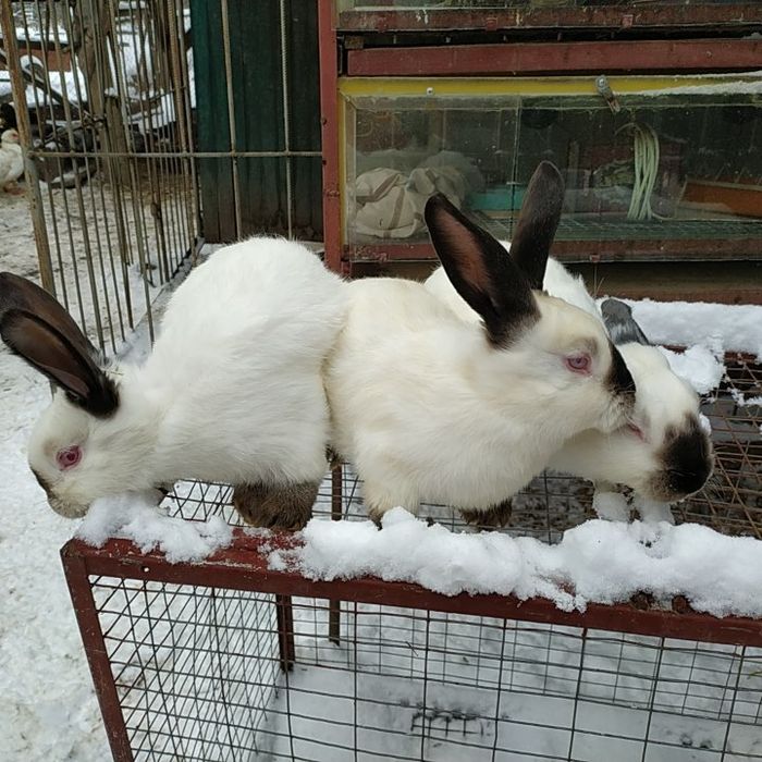 Кролі Каліфорнія