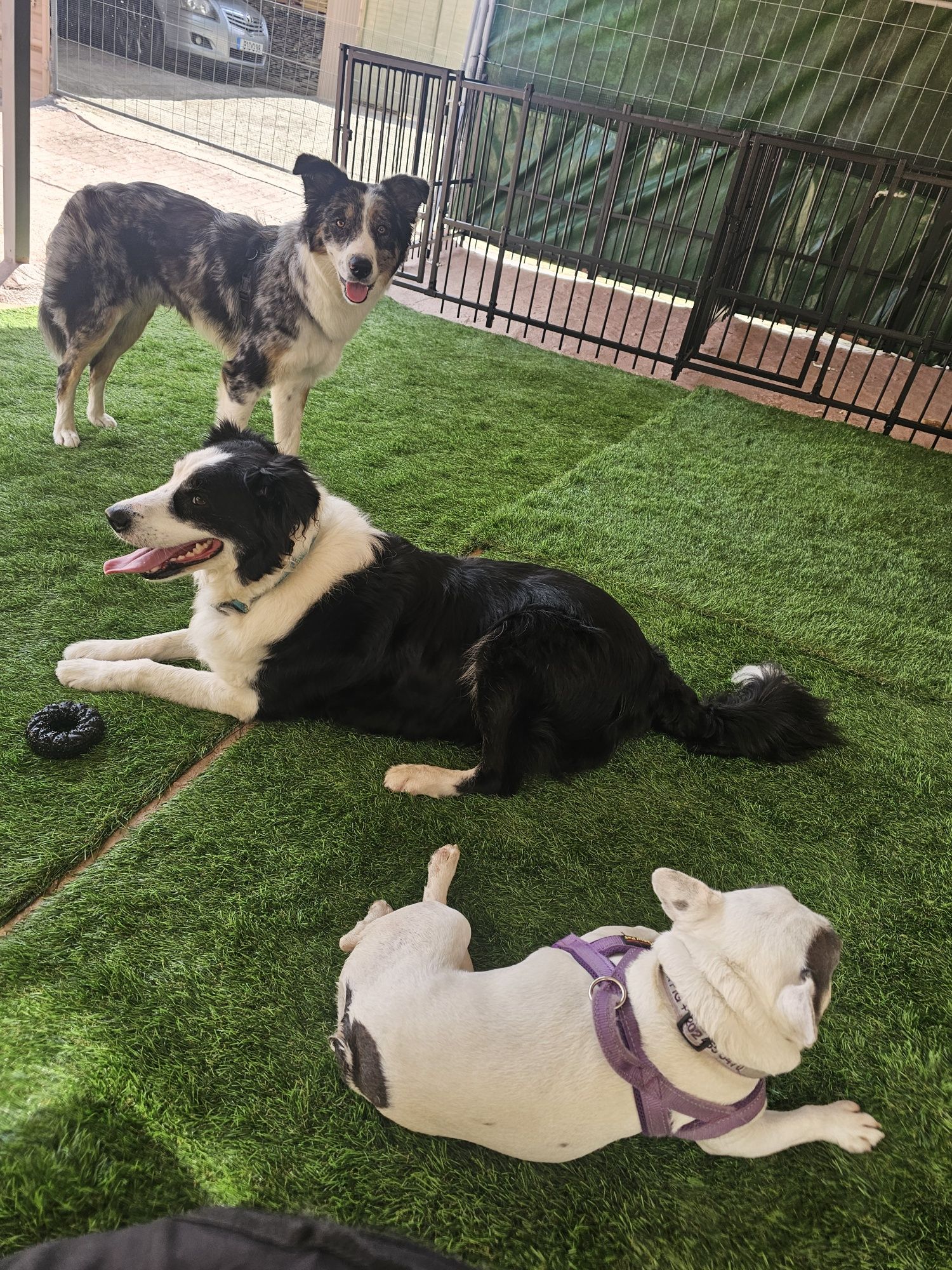 Hospedagens Familiares/Petsitting