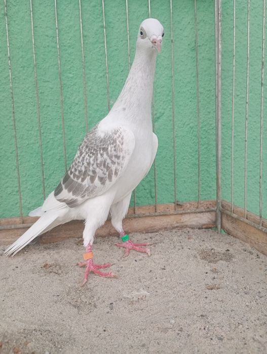 Pasiaki , jarzybiaki perłowe wyloty z 2025r