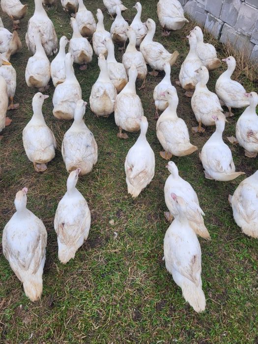 Kaczki kaczka czarnina