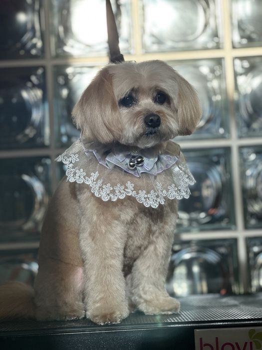 Шукаю собачку мальтіпу F1 від 1 року для стрижки як модель