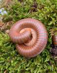Krocionogi wije "Toffi" Spirostreptus tanzania pakiet 3szt