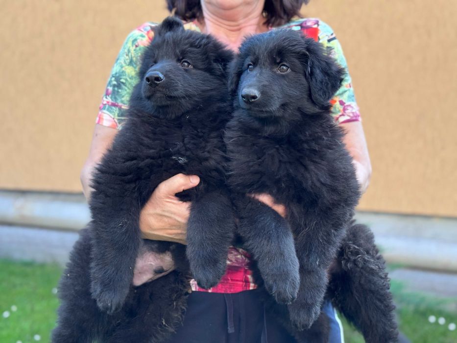 Німецька вівчарка розплідник КСУ