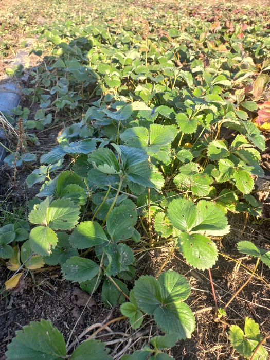 Sadzonki truskawek! 100 szt