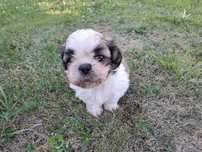 Shih-tzu piesek słodziak