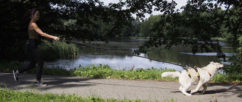 HIFICA Długa Smycz Amortyzowana dla Psa SOFT WALK 2.2 PP 40 + Karab. 8