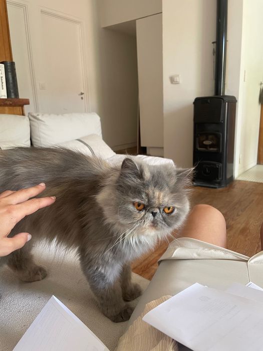 Procuro gato macho persa para acasalar com a minha fêmea