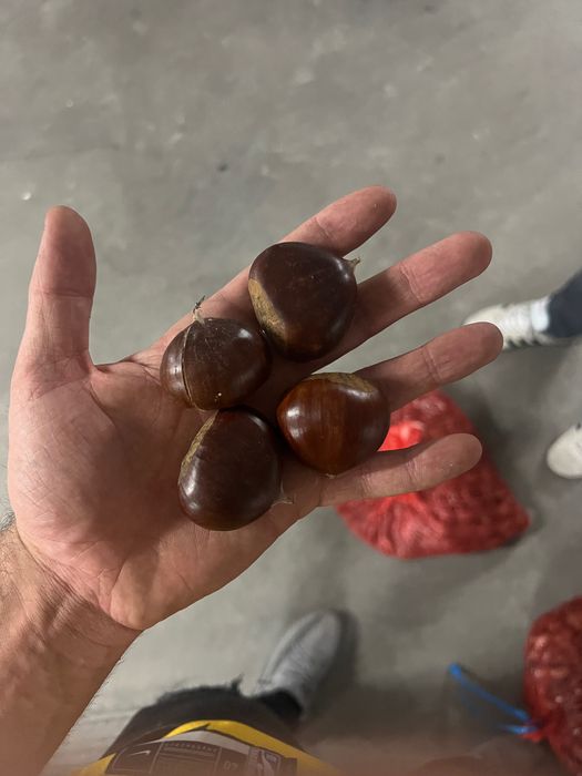 Vendo castanha em Lisboa