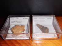 2 fósseis da era Mesozóica