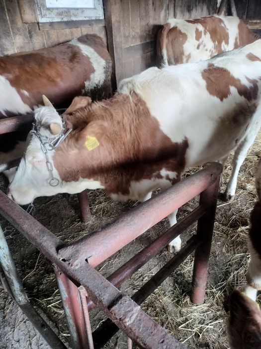 Bydło Jałówka 15miesiecy