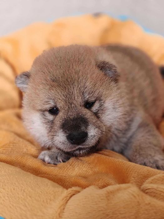 Shiba-śliczny chłopiec FCI/ZKwP