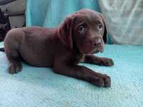 Labrador retriever femea