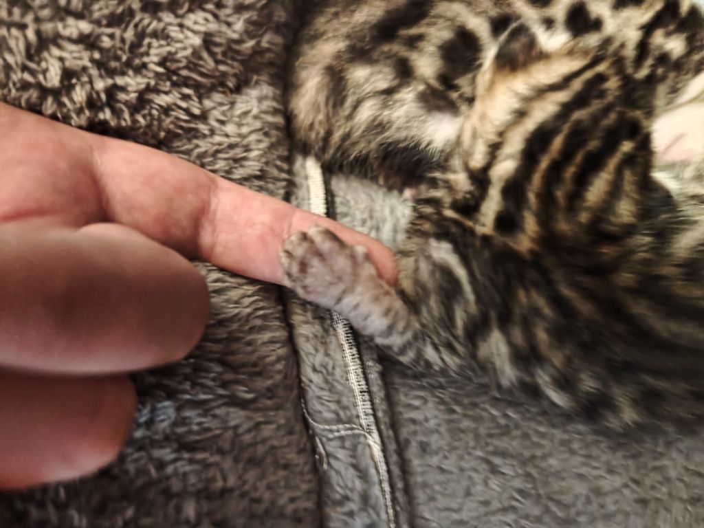 Бенгальське кошеня