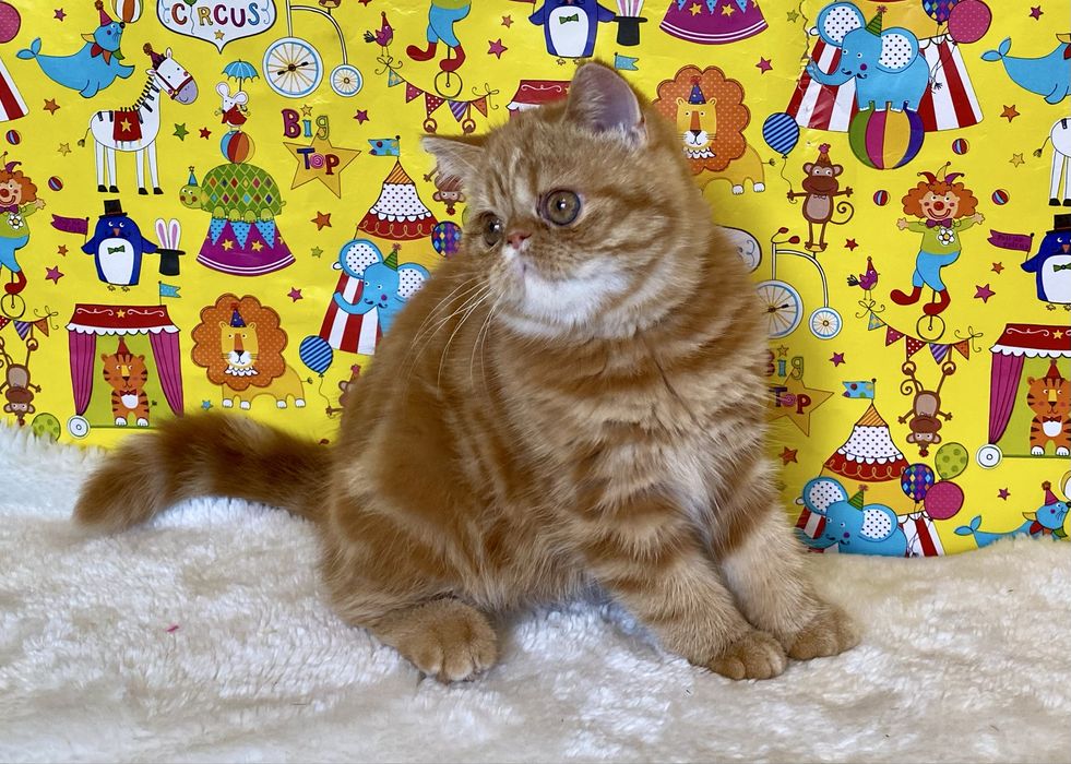 Екстремальні екзотичні кошенята