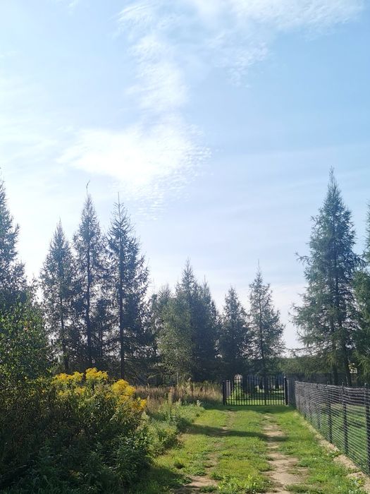 Modzele Bartłomieje 1561 m2 - warunki zabudowy, drzewa, blisko zalewu