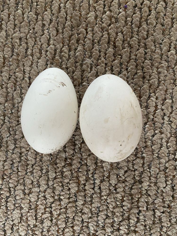 Гусячі яйця