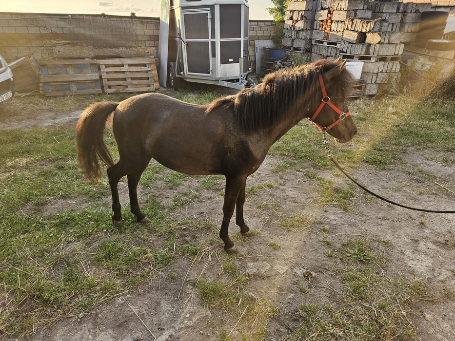 sprzedam konika ogierka