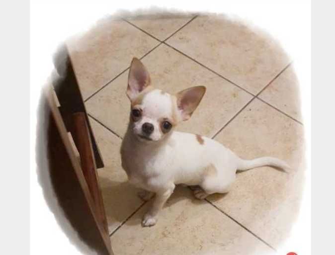 Chihuahua  odchowany Cziłała piesek biało biszkoptowy