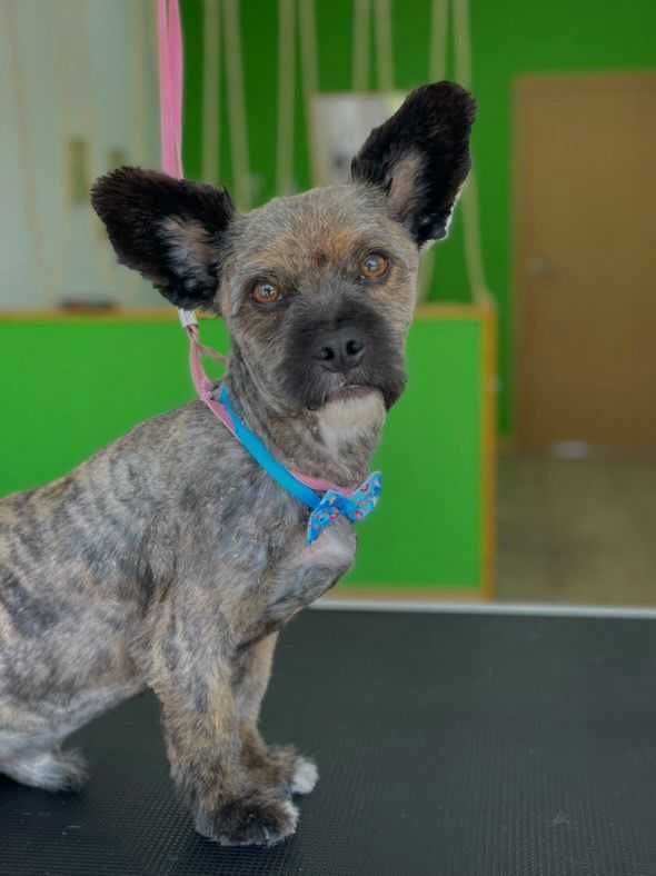 Patinhas- cão para adoção responsável