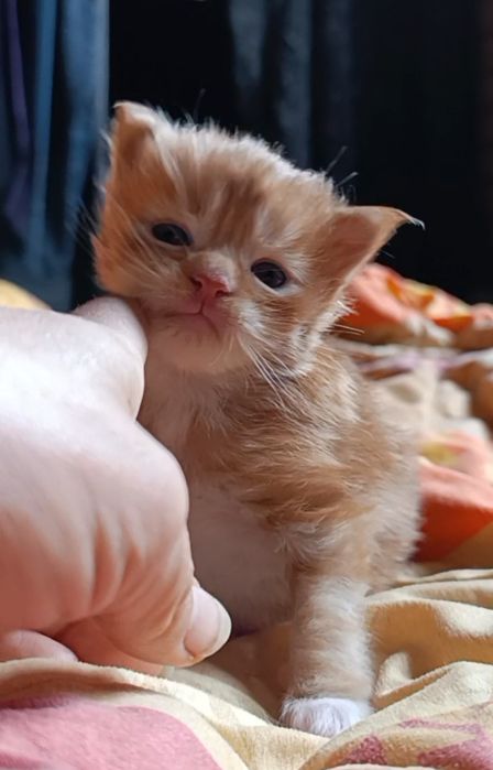 Мейн-кун, хлопчик