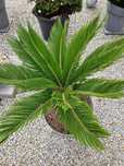 Kwiat cycas revoulta
