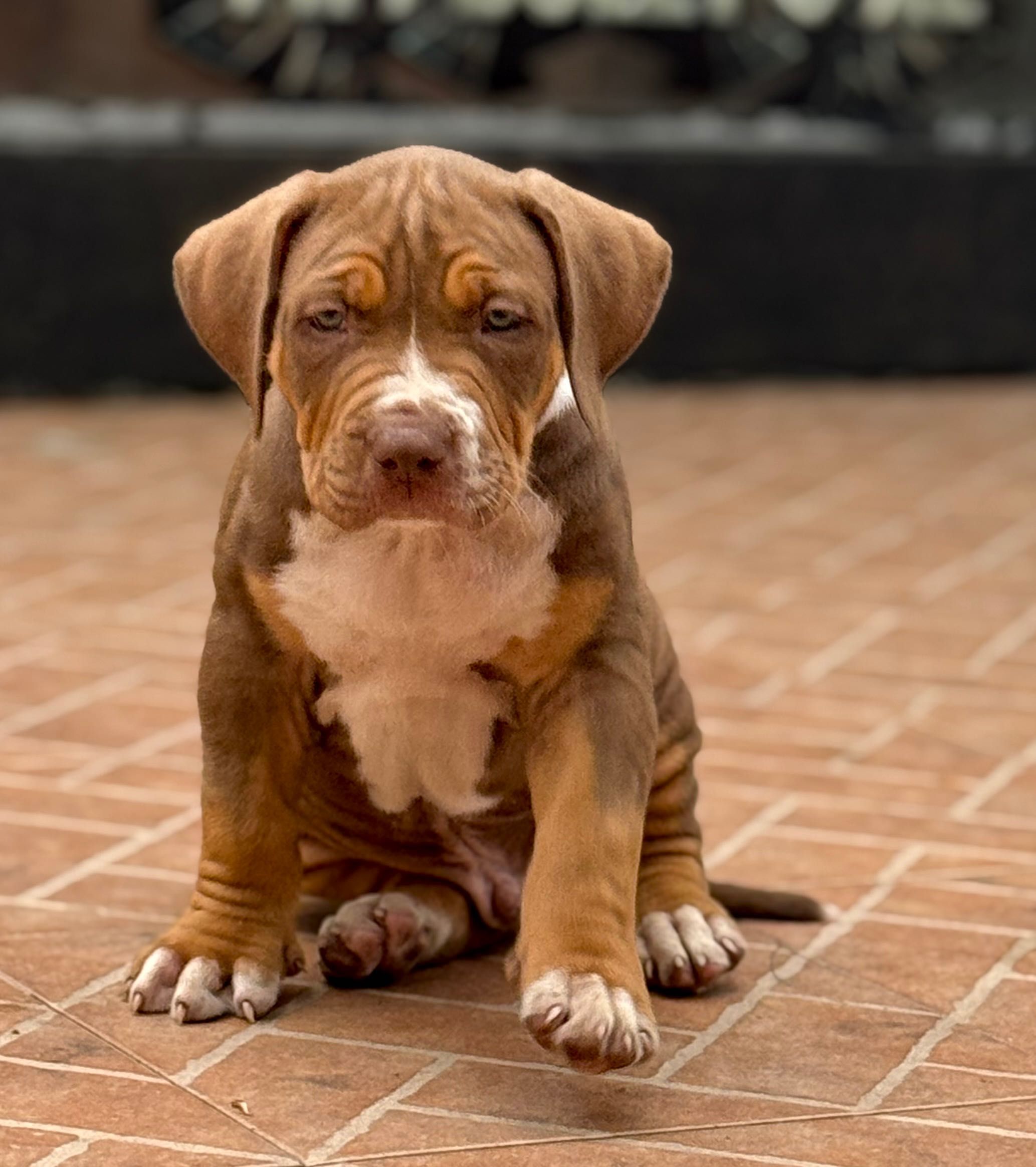 American bully xl