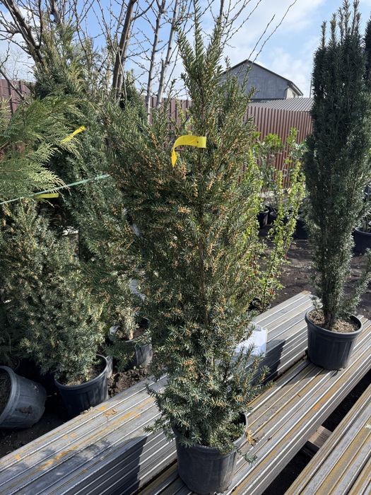 Продам тисы стриженые и для изгороди
