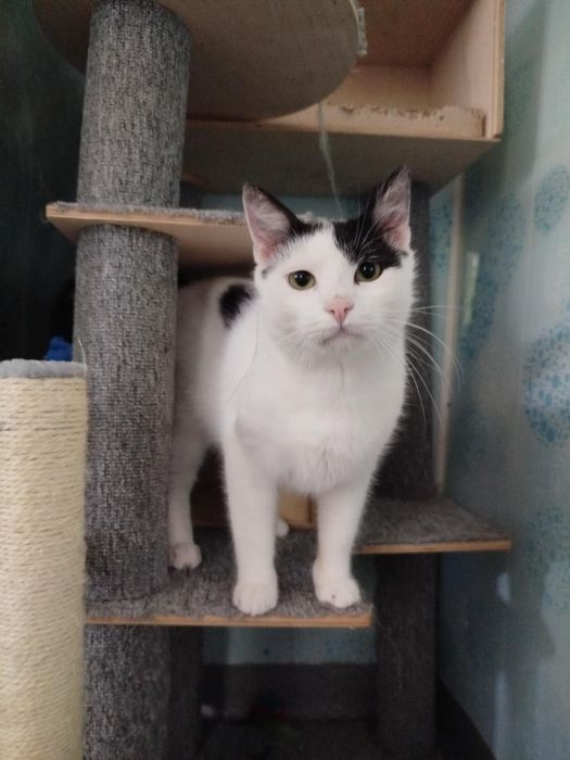 Przekochani JETTA I STEWARD szukają wspólnego domu