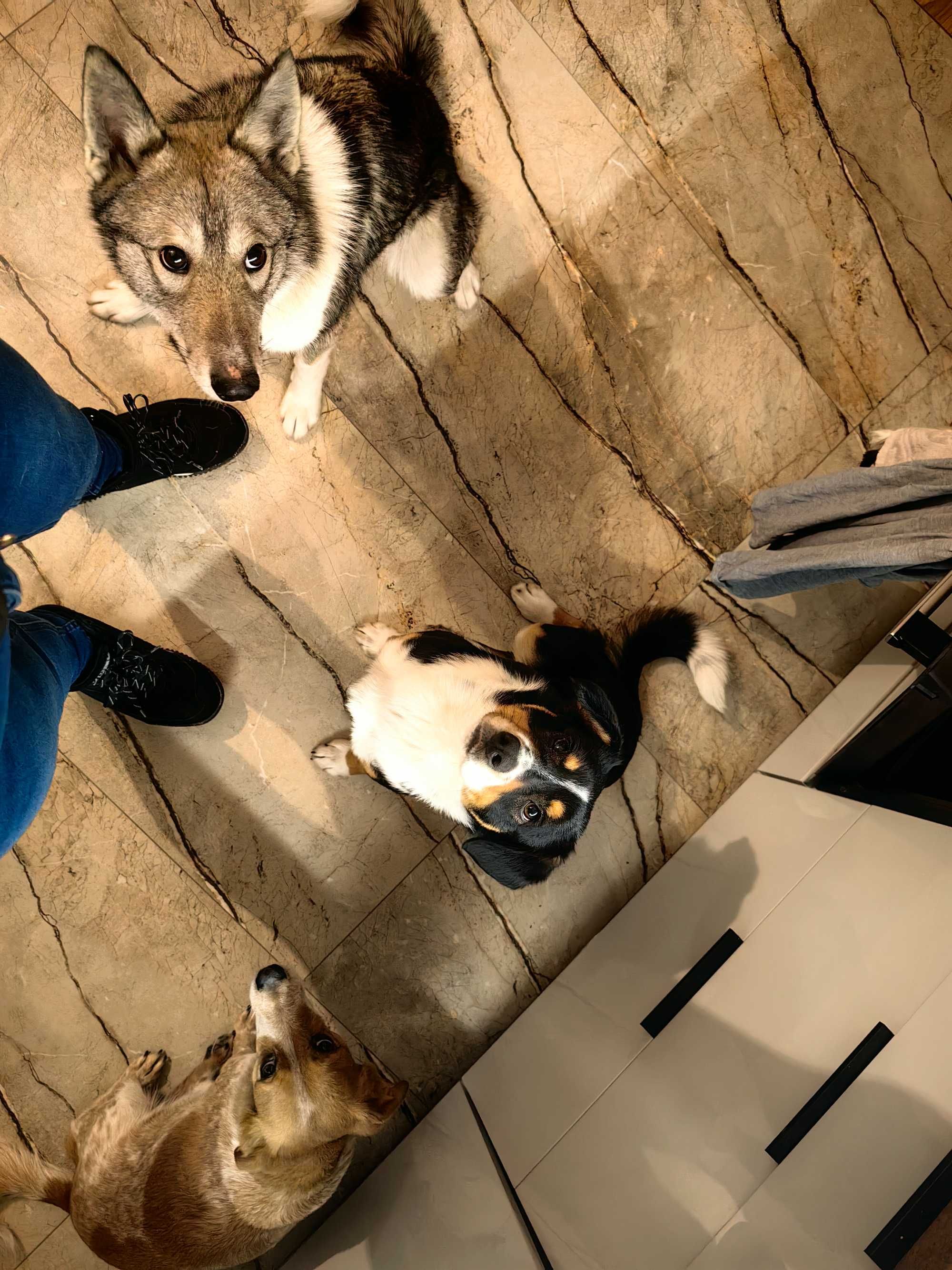 Petsitter opieka nad zwierzetami Lublin