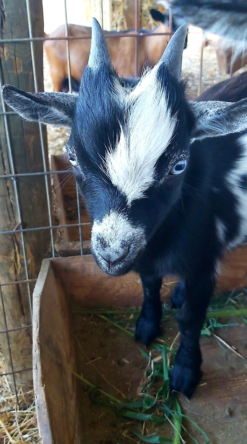 Cabras Micro Anãs - Linhagem Francesa (30 a 40cm)