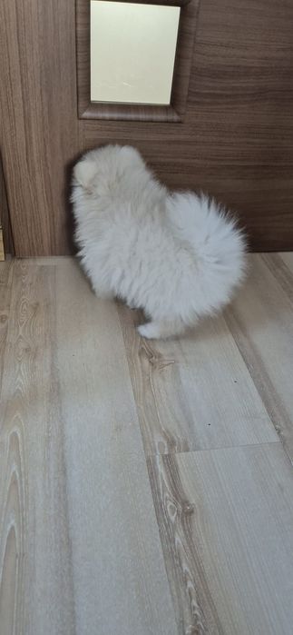 Szpic miniaturowy Pomeranian FCI Suczka