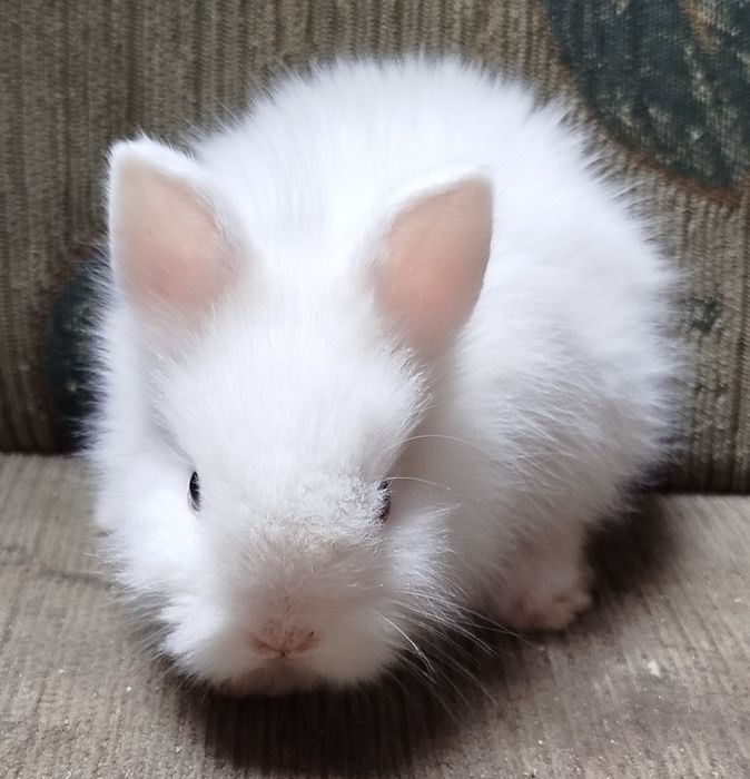 Miniaturka króliczki puchate