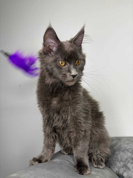 Неймовірний димчастий котик мейн-кун зі всіма документами WCF