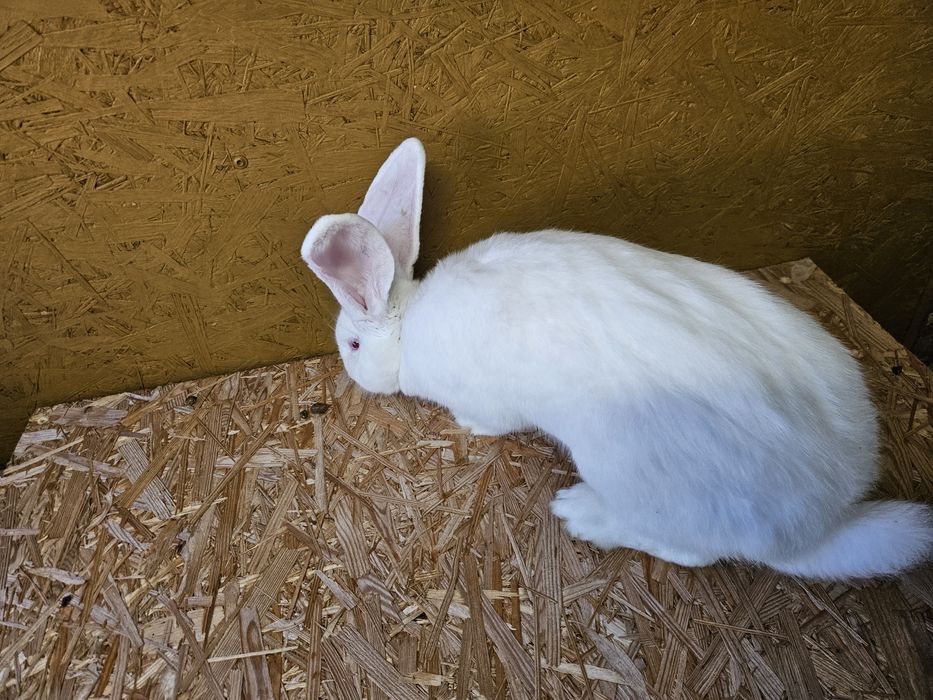 Olbrzym belgijski biały