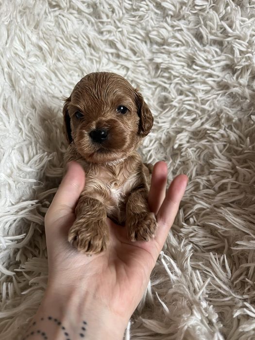 Piesek cockapoo mama cocker spaniel tata pudel toy badania genetyczne