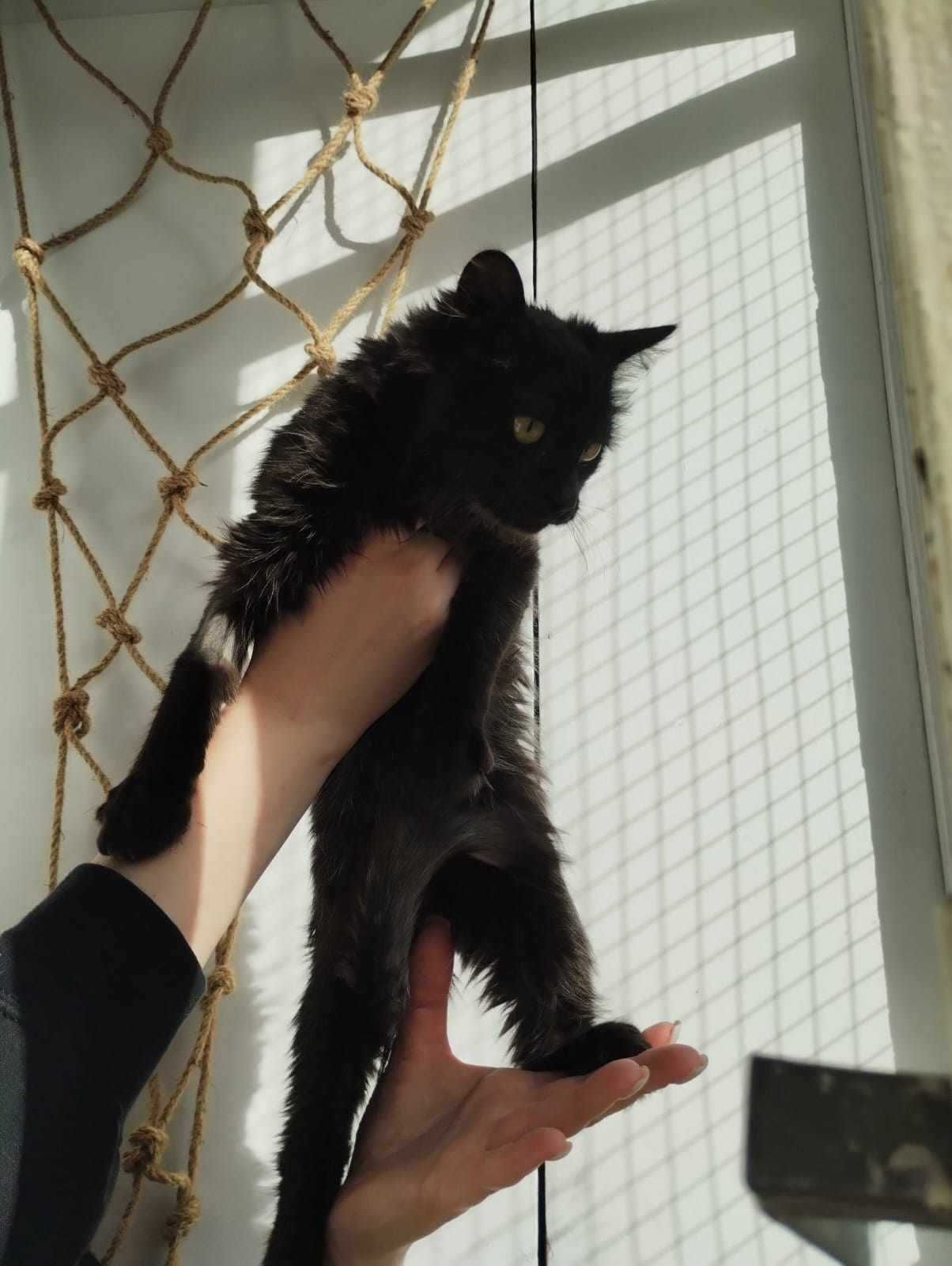 Eloy piękna bezdomna długowłosa roczna kotka szuka domu