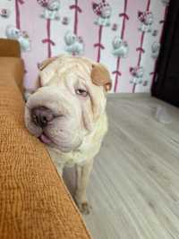 Shar-pei  sunia  fci 7 mies