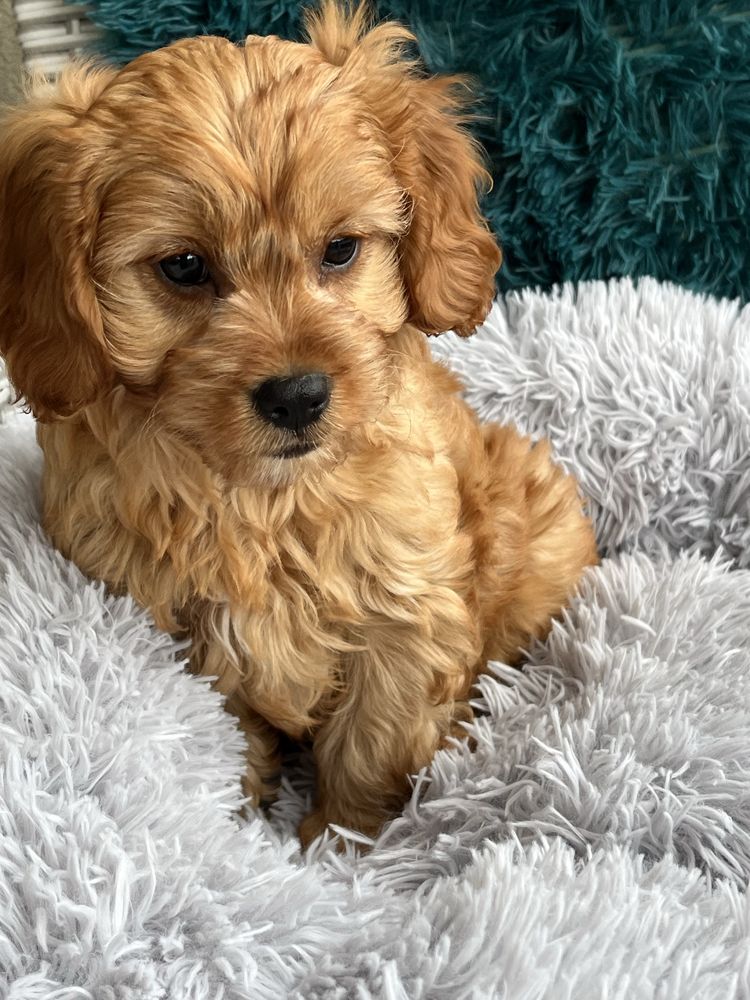 Cudowny piesek cavapoo do odbioru