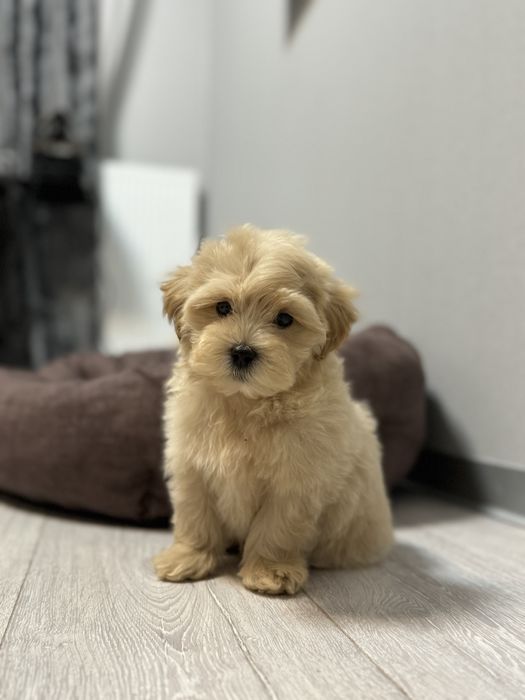 Мальтипу мальчик ф1