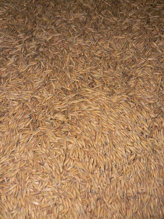 Sprzedam  owies tegoroczny