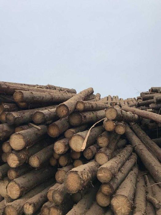 Las na pniu lub drewno