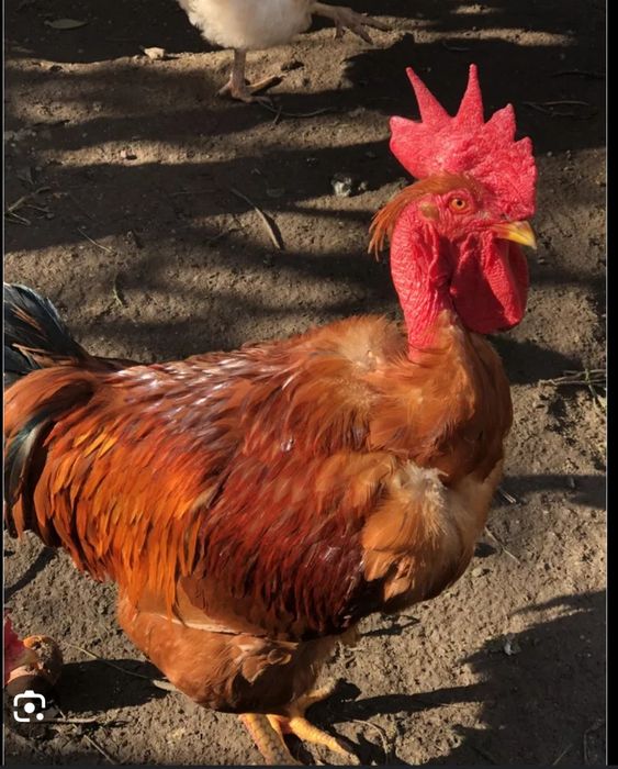 Tenho para venda  frangos vermelhos caseiros