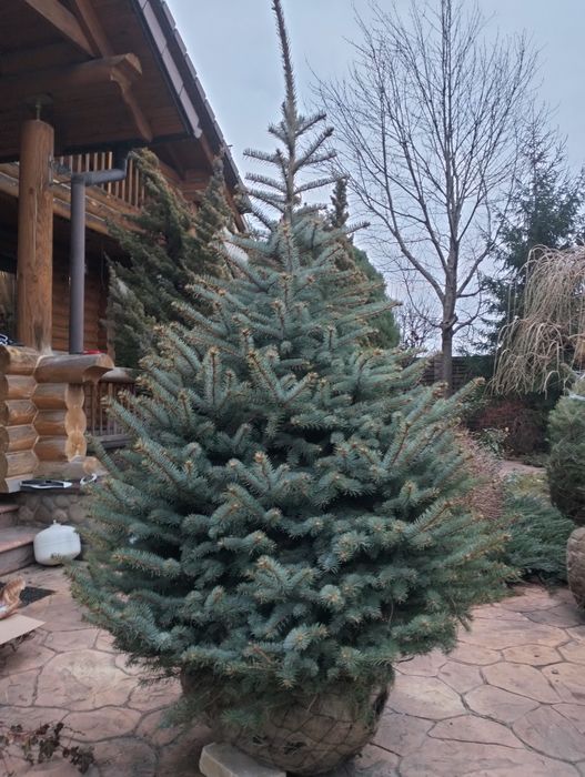 Живі голубі ялинки преміум якості