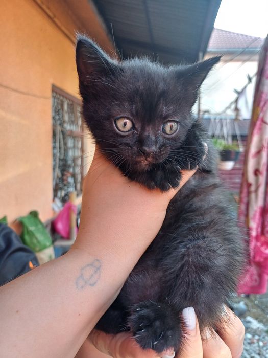 Віддам кошенят у добру люблячу сім'ю