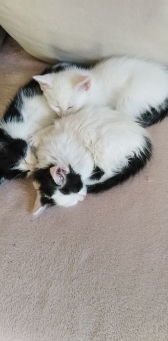 Oddam kotki 2 miesięczne.