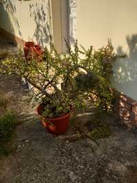 Cato "chinês", suculenta, planta de jardim