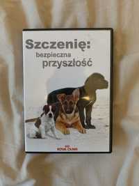 Płyta Royal Canin szczenię bezpieczna przyszłość