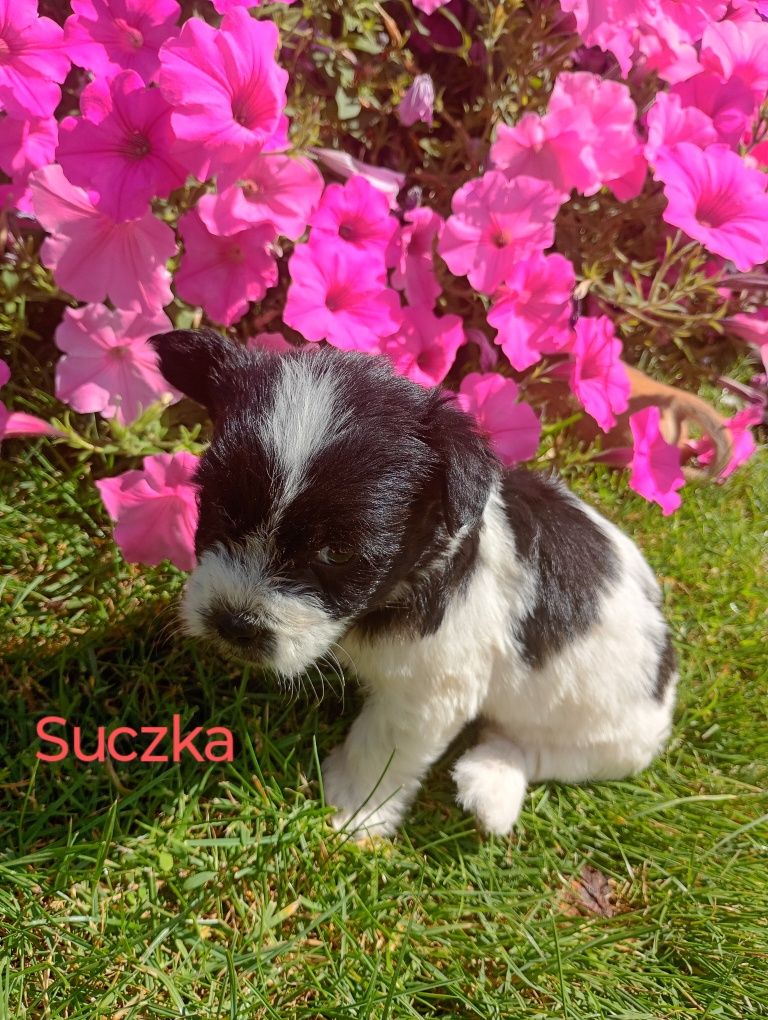 Szczeniaczki szukają kochającego domku!