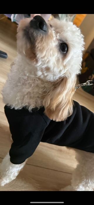 Maltipoo 13mc odchowany