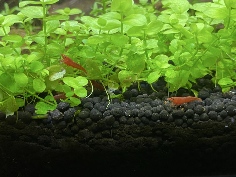 Camarao red cherry